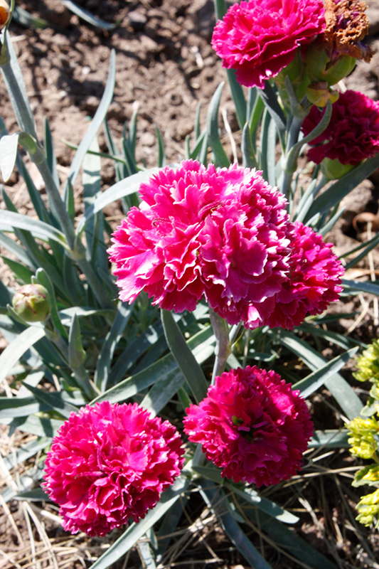 Fruit Punch Funky Fuchsia Pinks (Dianthus 'Funky Fuchsia') at Dickman Farms