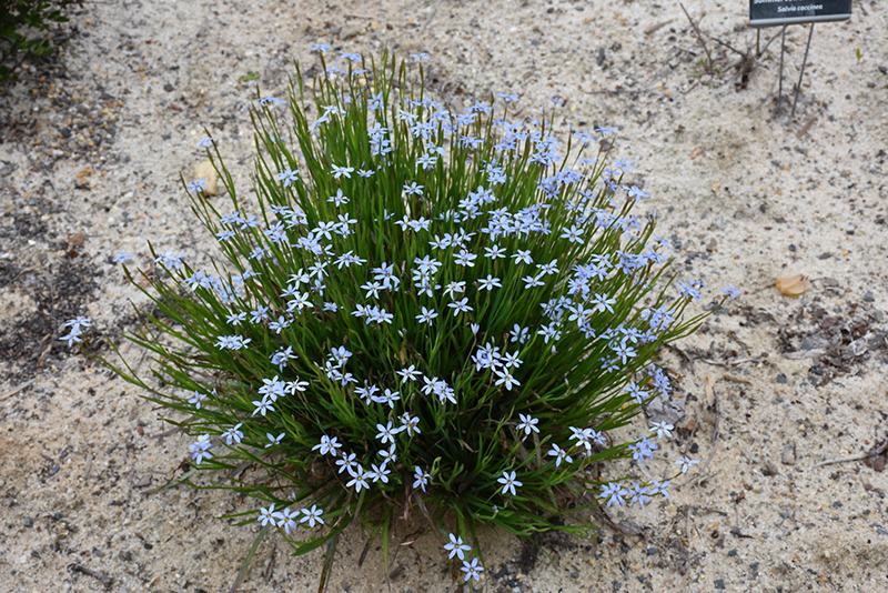 Narrowleaf Blue-Eyed Grass (Sisyrinchium angustifolium) at Dickman Farms