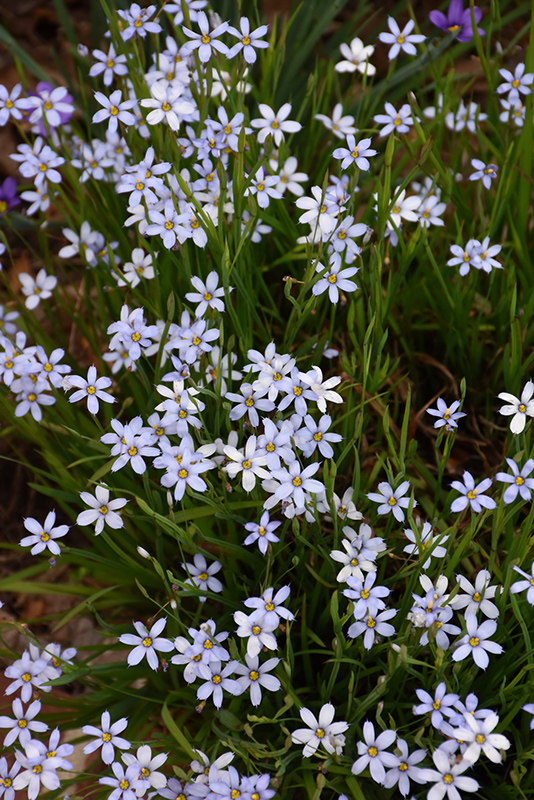 Narrowleaf Blue-Eyed Grass (Sisyrinchium angustifolium) at Dickman Farms