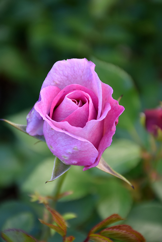 Violet's Pride Rose (Rosa 'WEKwibysicpep') at Dickman Farms