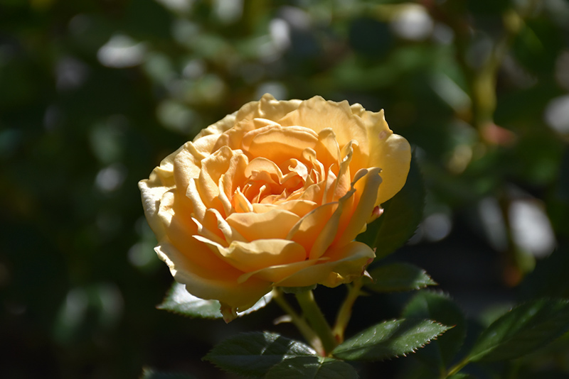 Edith's Darling Rose (Rosa 'WEKaltjuchi') at Dickman Farms