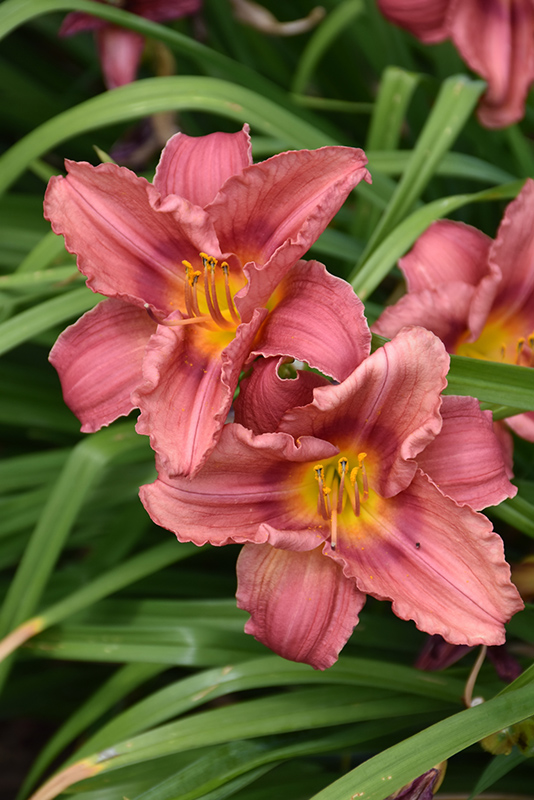 Happy Ever Appster Rosy Returns Daylily (Hemerocallis 'Rosy Returns') at Dickman Farms