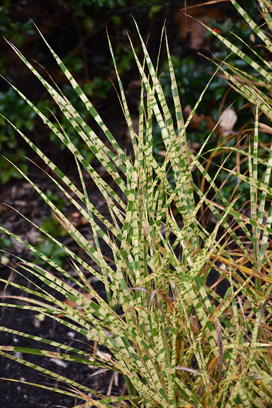 Gold Breeze Maiden Grass (Miscanthus sinensis 'Gold Breeze') at Dickman Farms