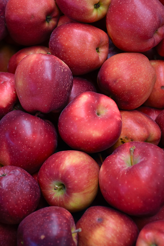 Red Delicious Apple (Malus 'Red Delicious') at Dickman Farms