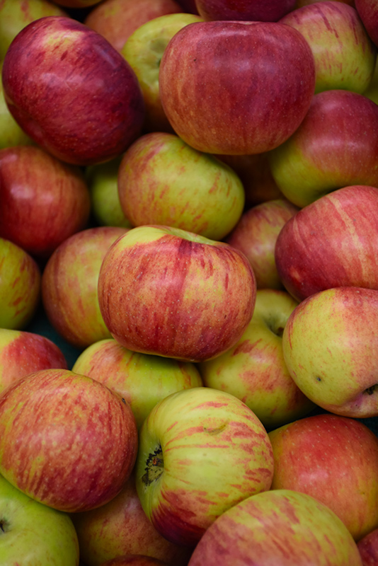 Cortland Apple (Malus 'Cortland') at Dickman Farms