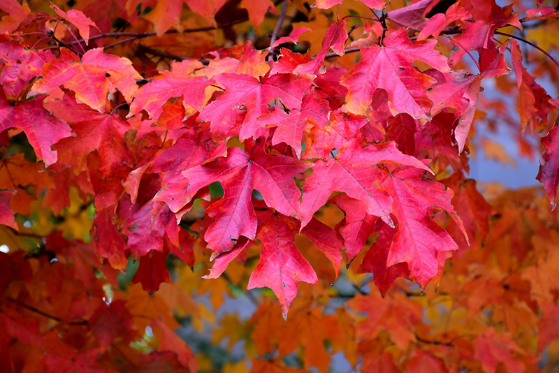 Fall Fiesta Sugar Maple (Acer saccharum 'Bailsta') at Dickman Farms
