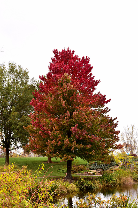 Red Sunset Red Maple (Acer rubrum 'Franksred') at Dickman Farms