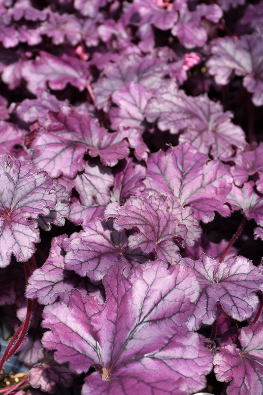 Forever Purple Coral Bells (Heuchera 'Forever Purple') at Dickman Farms