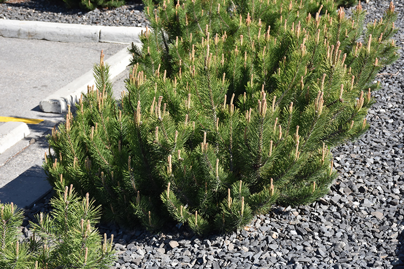 Dwarf Mugo Pine (Pinus mugo var. pumilio) at Dickman Farms