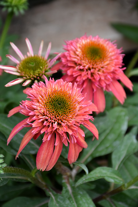 Double Scoop Cranberry Coneflower (Echinacea 'Balscanery') at Dickman Farms