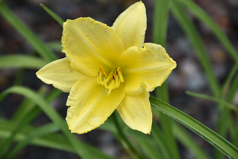 Happy Ever Appster Big Time Happy Daylily (Hemerocallis 'Big Time Happy') at Dickman Farms