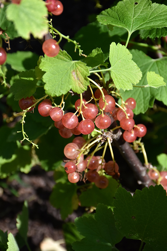 Pink Champagne Currant (Ribes sativum 'Pink Champagne') at Dickman Farms