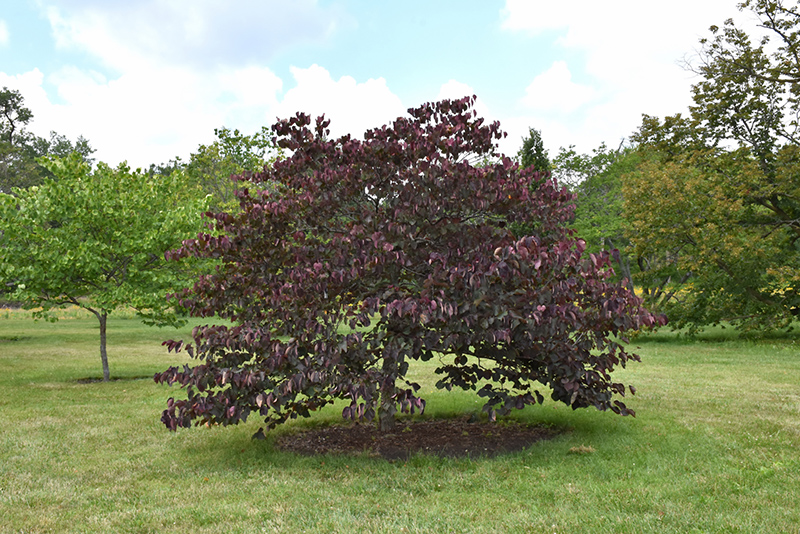 Forest Pansy Redbud (Cercis canadensis 'Forest Pansy') at Dickman Farms