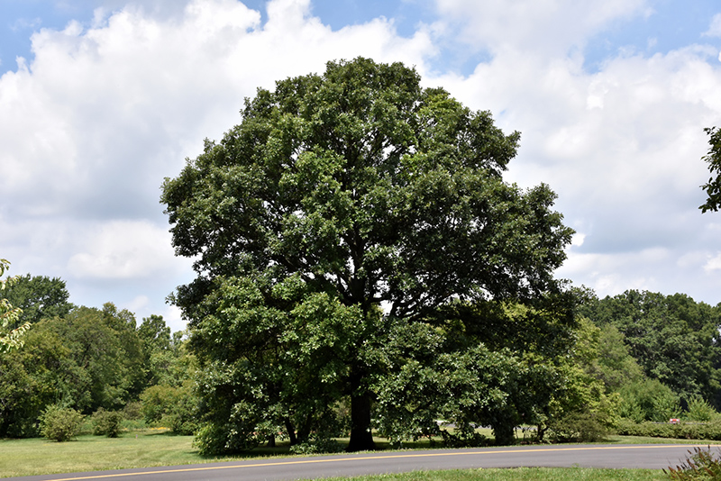 Swamp White Oak (Quercus bicolor) at Dickman Farms