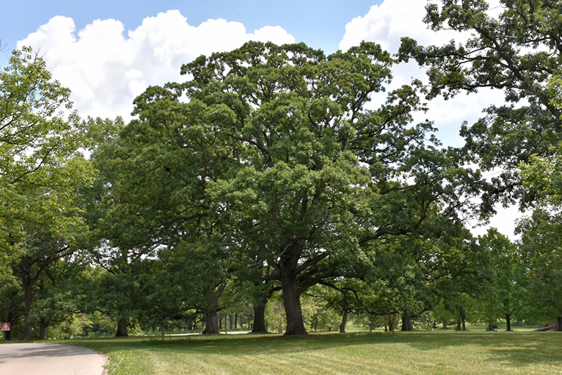 White Oak (Quercus alba) at Dickman Farms