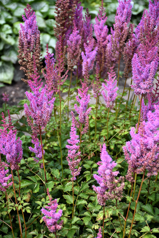 Purple Candles Astilbe (Astilbe chinensis 'Purple Candles') at Dickman Farms