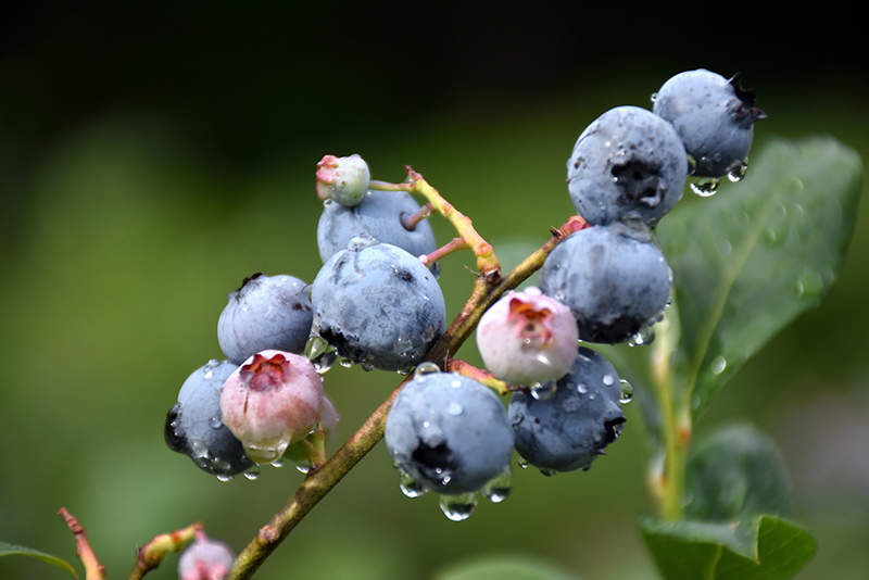 Blueray Blueberry (Vaccinium corymbosum 'Blueray') at Dickman Farms