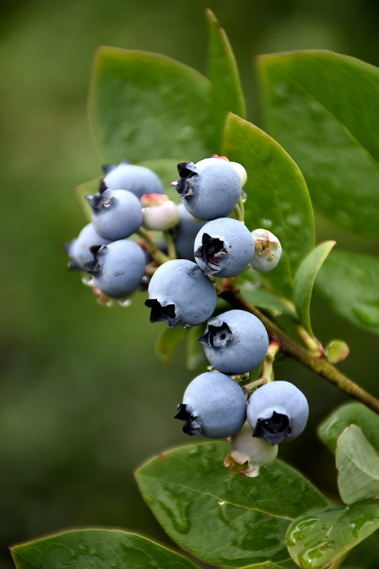 Northblue Blueberry (Vaccinium 'Northblue') at Dickman Farms