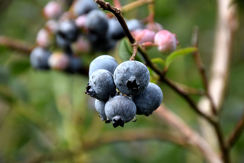 Chandler Blueberry (Vaccinium corymbosum 'Chandler') at Dickman Farms