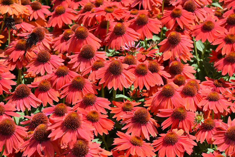 Sombrero Salsa Red Coneflower (Echinacea 'Balsomsed') at Dickman Farms