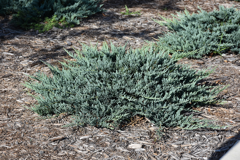 Blue Chip Juniper (Juniperus horizontalis 'Blue Chip') at Dickman Farms
