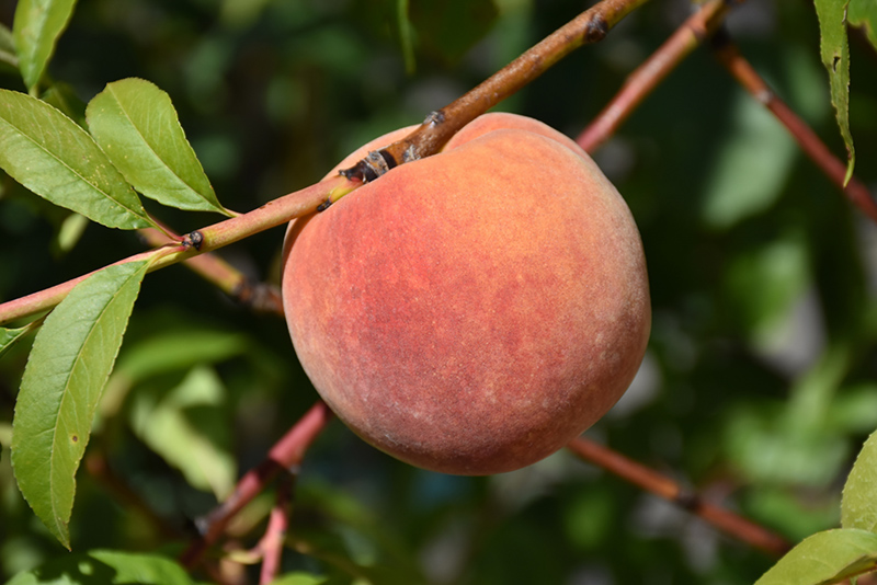 Redhaven Peach (Prunus persica 'Redhaven') at Dickman Farms