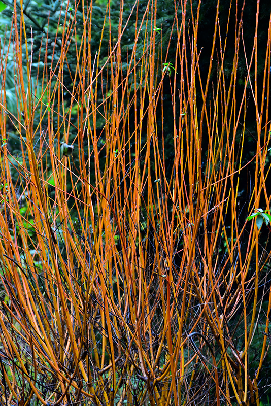 Flame Willow (Salix 'Flame') at Dickman Farms