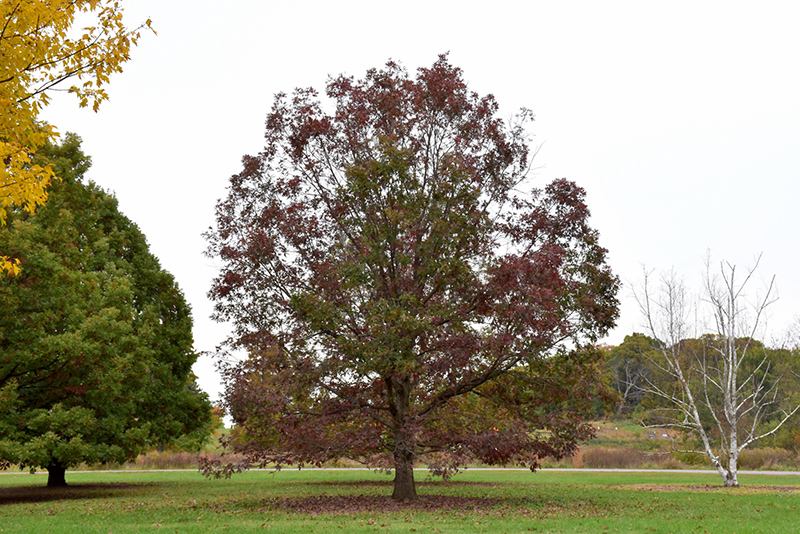 White Oak (Quercus alba) at Dickman Farms