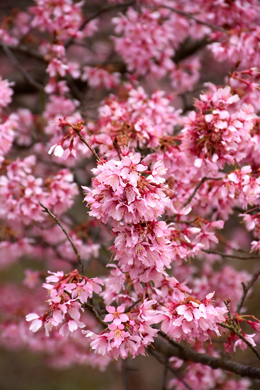 Okame Flowering Cherry (Prunus 'Okame') at Dickman Farms