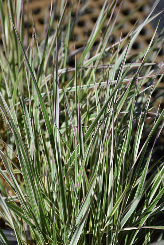 Hello Spring! Reed Grass (Calamagrostis x acutiflora 'Hello Spring!') at Dickman Farms