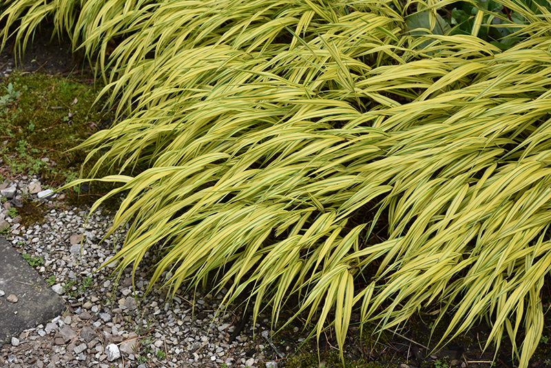 Golden Variegated Hakone Grass (Hakonechloa macra 'Aureola') at Dickman Farms
