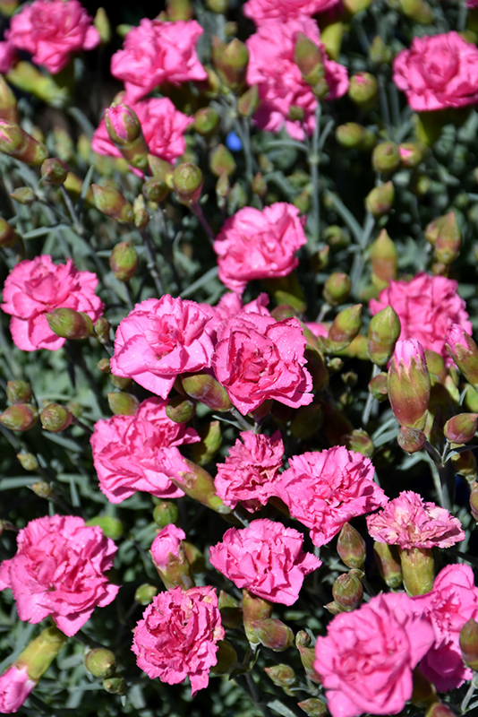 Pretty Poppers Double Bubble Pinks (Dianthus 'Double Bubble') at Dickman Farms
