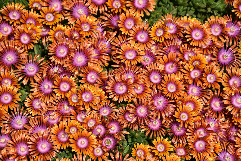 Fire Spinner Ice Plant (Delosperma 'Fire Spinner') at Dickman Farms