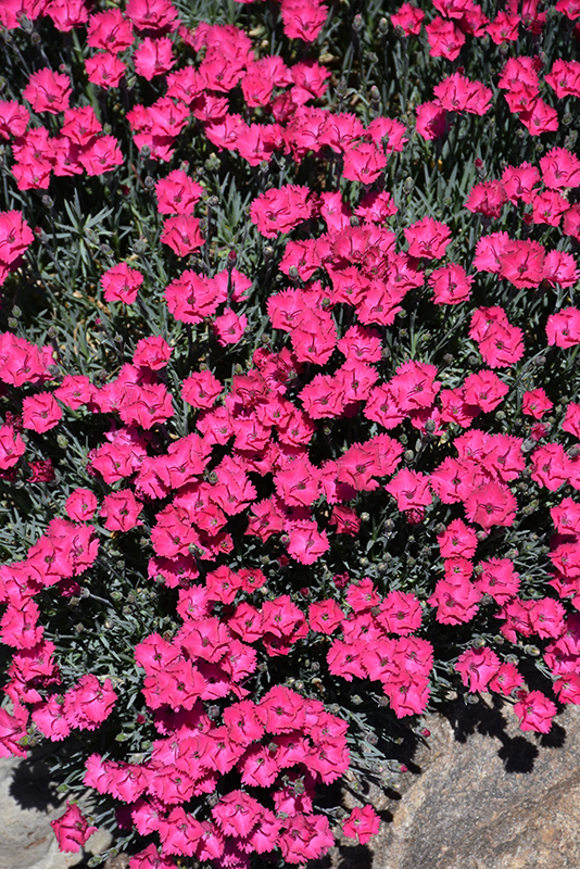 Paint The Town Red Pinks (Dianthus 'Paint The Town Red') at Dickman Farms