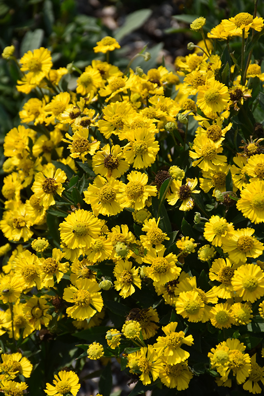 Salud Yellow Sneezeweed (Helenium autumnale 'Balsalulow') at Dickman Farms