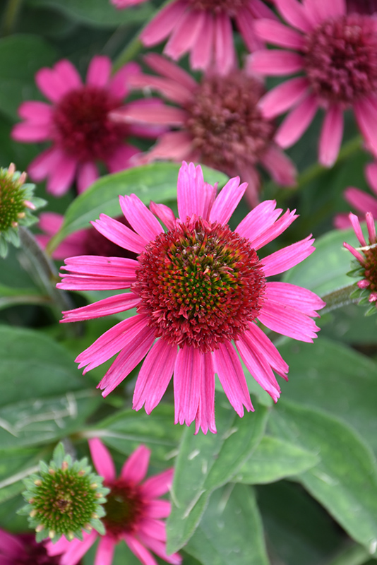 Delicious Candy Coneflower (Echinacea 'Delicious Candy') at Dickman Farms