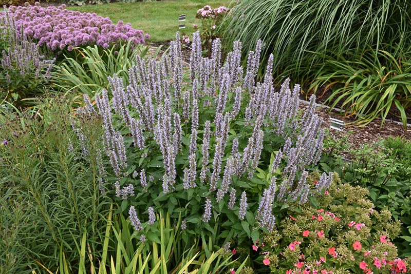 Blue Fortune Anise Hyssop (Agastache 'Blue Fortune') at Dickman Farms