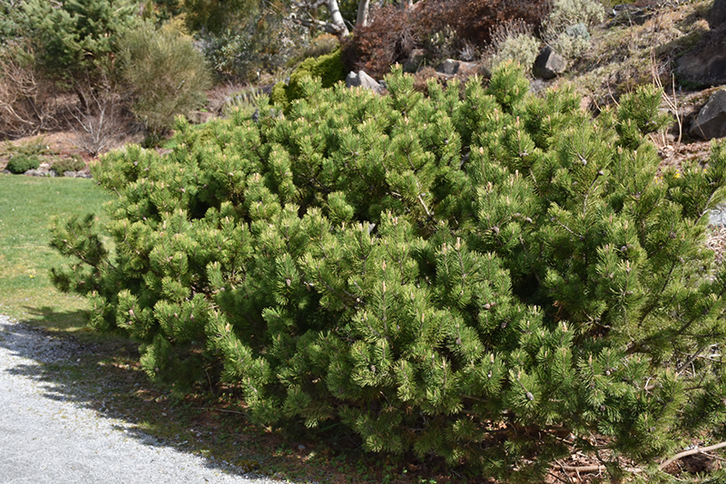 Compact Mugo Pine (Pinus mugo 'var. mughus') at Dickman Farms