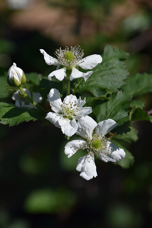 Natchez Thornless Blackberry (Rubus 'Natchez') at Dickman Farms
