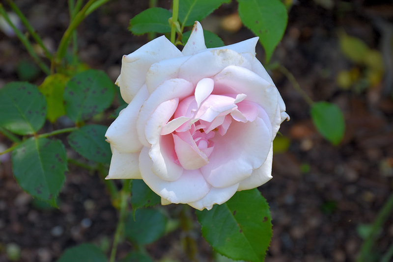 Belinda's Blush Rose (Rosa 'Belinda's Blush') at Dickman Farms
