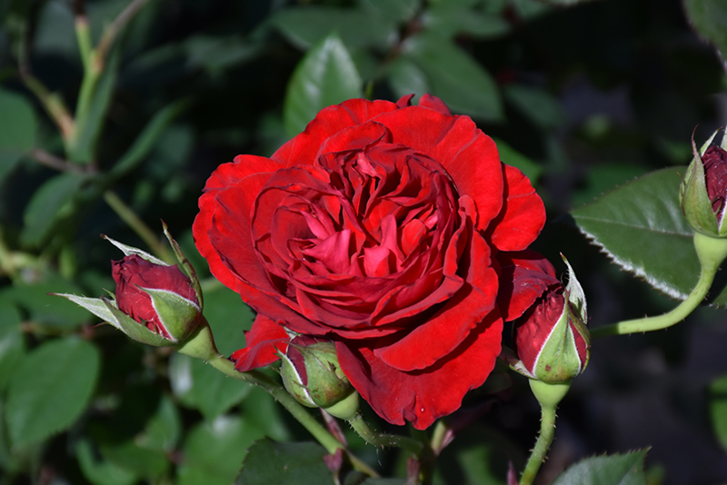 Lady In Red Rose (Rosa 'WEKvaldaom') at Dickman Farms
