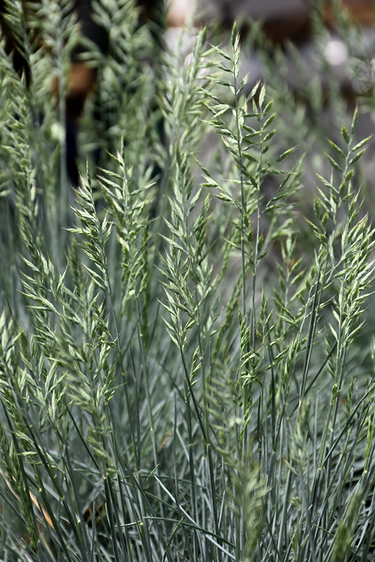 Cool As Ice Blue Fescue (Festuca glauca 'Cool As Ice') at Dickman Farms