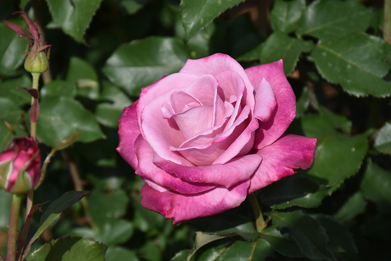 Fragrant Plum Rose (Rosa 'Fragrant Plum') at Dickman Farms