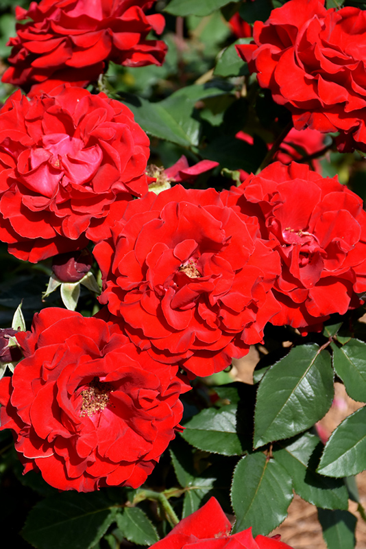 Oh My! Rose (Rosa 'WEKcisfribo') at Dickman Farms