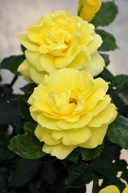 Sunsprite Rose (Rosa 'Sunsprite') at Dickman Farms