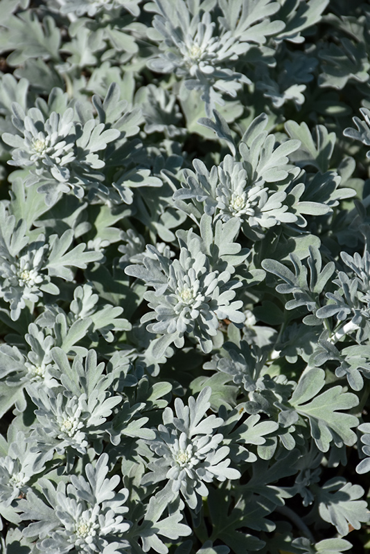 Silver Brocade Artemesia (Artemisia stelleriana 'Silver Brocade') at Dickman Farms