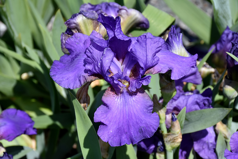 His Royal Highness Bearded Iris (Iris 'His Royal Highness') at Dickman Farms