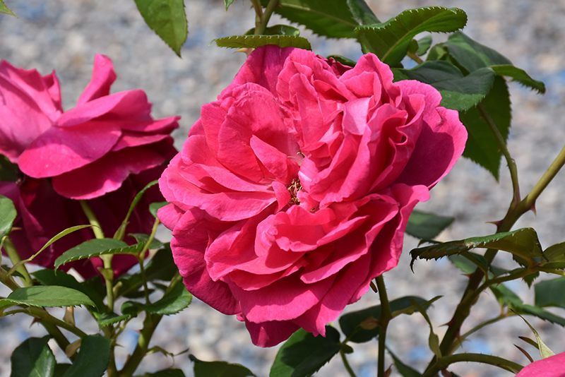 Grande Dame Rose (Rosa 'WEKmerewby') at Dickman Farms