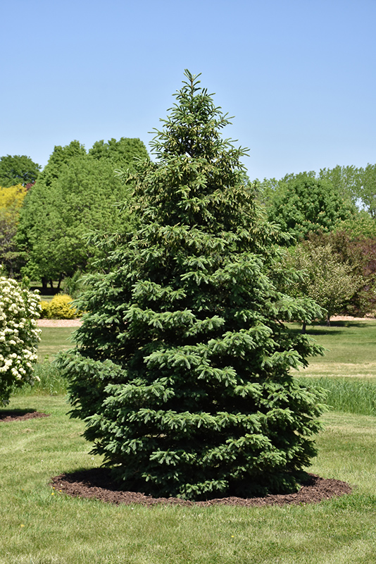 Black Hills Spruce (Picea glauca 'Densata') at Dickman Farms