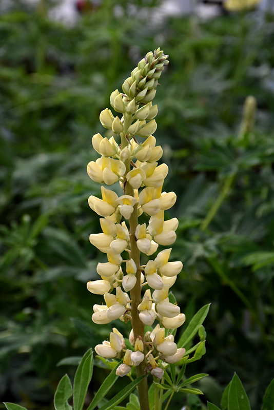 Chandelier Lupine (Lupinus 'Chandelier') at Dickman Farms